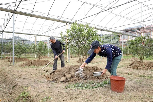 果树涂杆肥有效果吗，能起到增强树体营养、促进花芽分化等效果