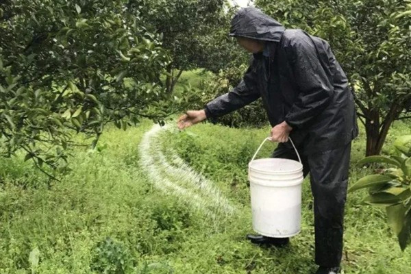 果树涂杆肥有效果吗，能起到增强树体营养、促进花芽分化等效果