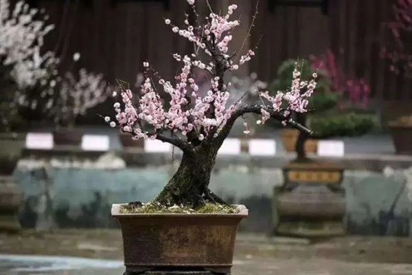 怎么养活刚买的梅花老桩，上盆前需对根系进行修剪和消毒