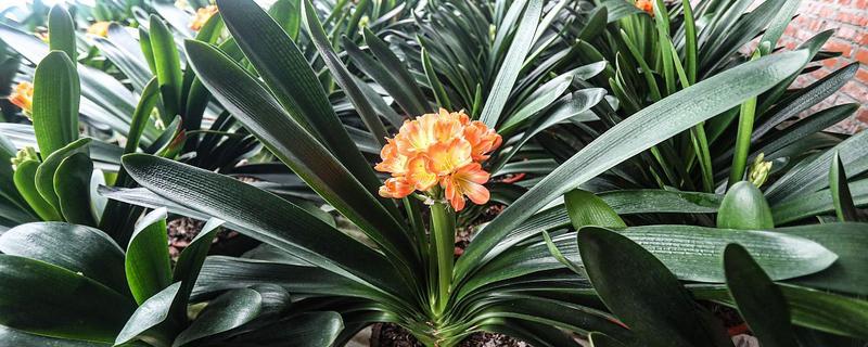 哪些花喜欢啤酒水，常见的有君子兰、兰花、栀子花等