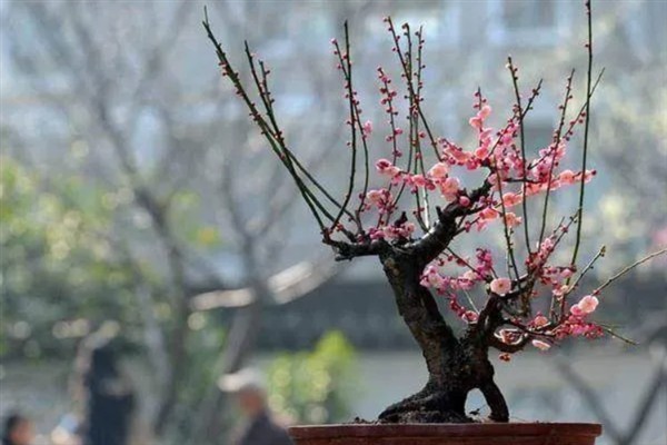 怎么养活刚买的梅花老桩，上盆前需对根系进行修剪和消毒