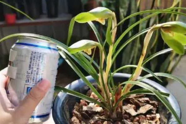 哪些花喜欢啤酒水，常见的有君子兰、兰花、栀子花等