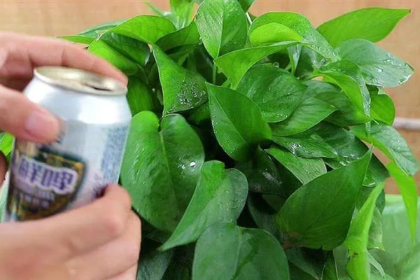 哪些花喜欢啤酒水，常见的有君子兰、兰花、栀子花等