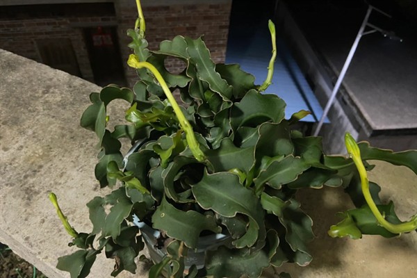 哪些花喜欢啤酒水，常见的有君子兰、兰花、栀子花等