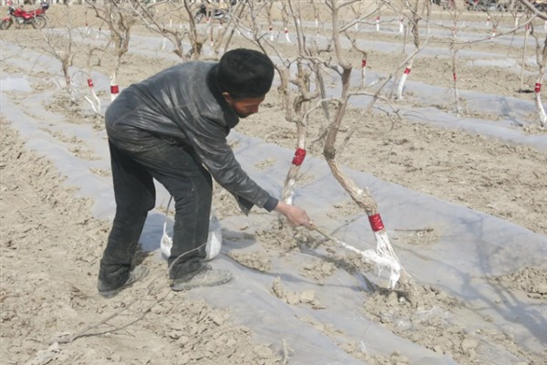 果树涂杆肥有效果吗，能起到增强树体营养、促进花芽分化等效果