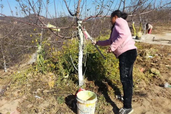 果树涂杆肥有效果吗，能起到增强树体营养、促进花芽分化等效果