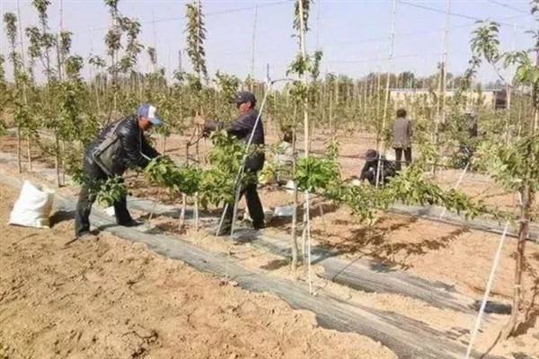 果树涂杆肥有效果吗，能起到增强树体营养、促进花芽分化等效果