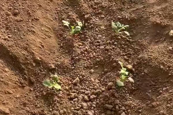 种植红瓜子亩产几斤，与土地有关