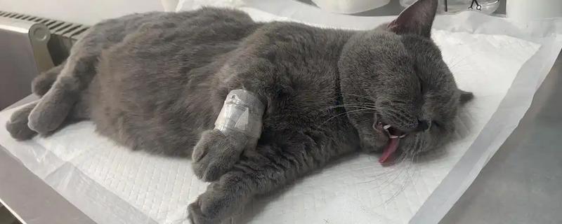母猫不绝育如何避孕，可饲喂抑制发情的药物