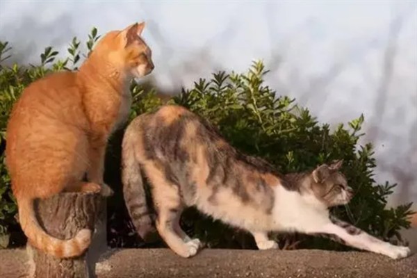 母猫不绝育如何避孕，可饲喂抑制发情的药物