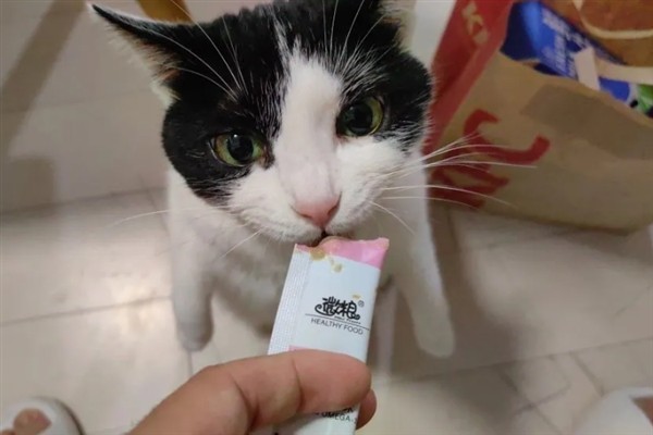 母猫不绝育如何避孕，可饲喂抑制发情的药物
