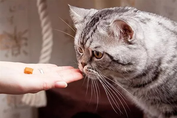 母猫不绝育如何避孕，可饲喂抑制发情的药物