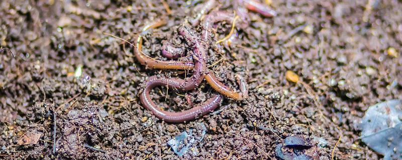 蚯蚓的生活习性,其喜阴暗、潮湿、安静等
