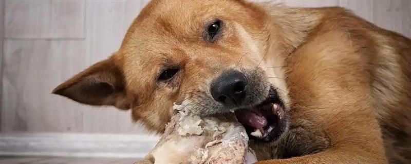 狗狗啃骨头可以补充钙质吗，起不到补钙的作用