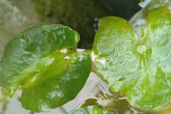 睡莲晚上合拢的原因，花瓣遇到光照时才会展开