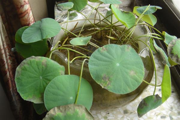 睡莲晚上合拢的原因，花瓣遇到光照时才会展开