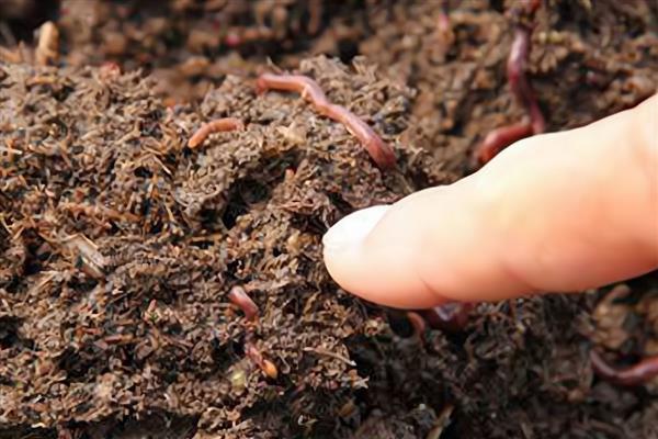 蚯蚓的生活习性,其喜阴暗、潮湿、安静等
