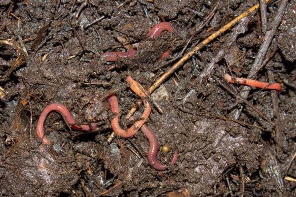 蚯蚓的生活习性,其喜阴暗、潮湿、安静等