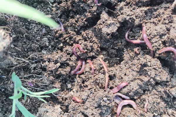 蚯蚓的生活习性,其喜阴暗、潮湿、安静等