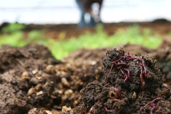 蚯蚓的生活习性,其喜阴暗、潮湿、安静等