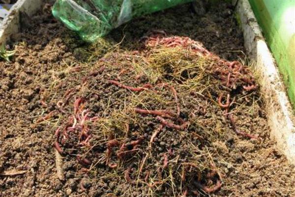 蚯蚓的生活习性,其喜阴暗、潮湿、安静等