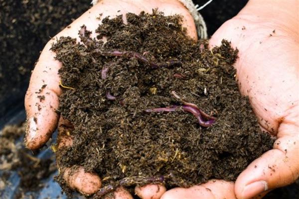 蚯蚓的生活习性,其喜阴暗、潮湿、安静等