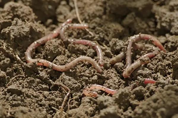 蚯蚓的生活习性,其喜阴暗、潮湿、安静等