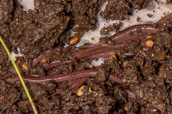 蚯蚓的生活习性,其喜阴暗、潮湿、安静等
