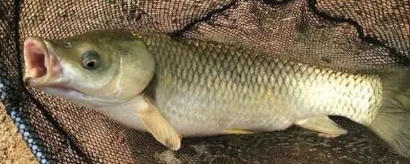 草鱼吃钩有什么表现,常见漂相是顶漂和黑漂