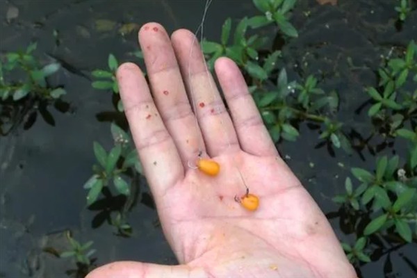 草鱼吃钩有什么表现,常见漂相是顶漂和黑漂