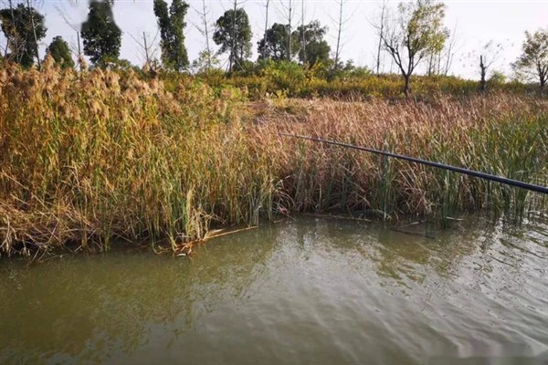 草鱼吃钩有什么表现,常见漂相是顶漂和黑漂