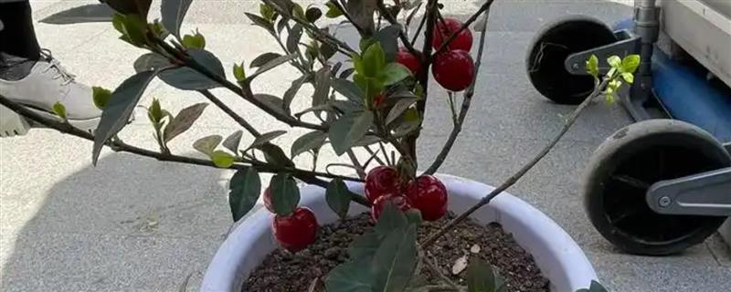 盆栽樱桃树的养殖方法，建议选择结果能力强的品种