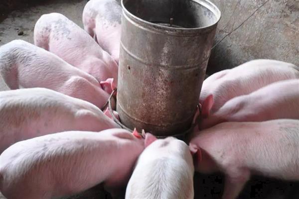 预混料和浓缩料有何作用，能起到促进机体代谢、提高动物免疫力等效果
