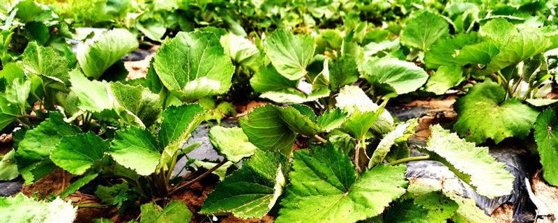 款冬的种植时间，一般在4-5月份播种