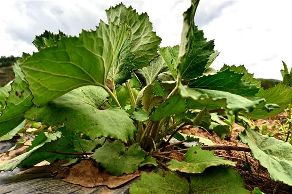 款冬的种植时间，一般在4-5月份播种