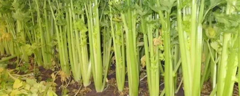 如何种植芹菜，幼苗定植后每天早晚浇一次水