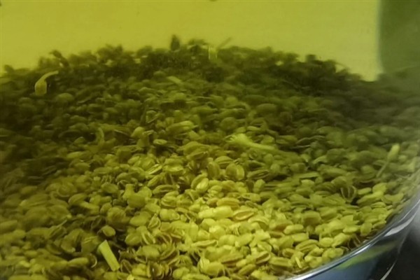 如何种植芹菜，幼苗定植后每天早晚浇一次水