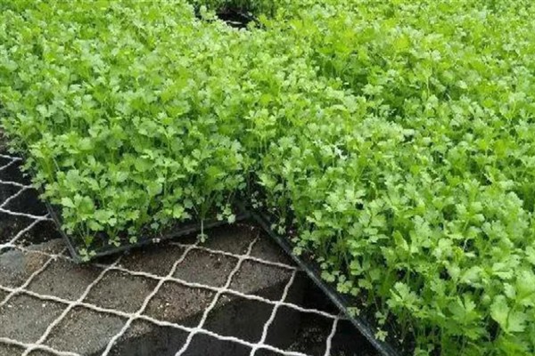 如何种植芹菜，幼苗定植后每天早晚浇一次水