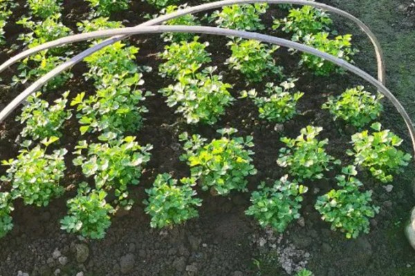 如何种植芹菜，幼苗定植后每天早晚浇一次水