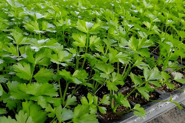 如何种植芹菜，幼苗定植后每天早晚浇一次水