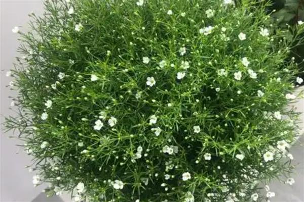 满天星有什么习性，喜欢生长在阳光充足的地方