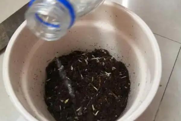 孔雀草一天要浇水几次，一天要浇1-2次水