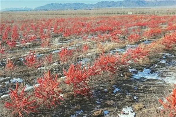 沙棘的生长要求，年降水量达到300-500毫米时生长良好