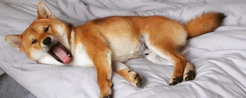 母狗晚上总是哼唧不睡觉的原因,可能是睡多了或身体不舒服所致
