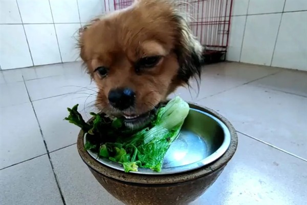 母狗晚上总是哼唧不睡觉的原因,可能是睡多了或身体不舒服所致