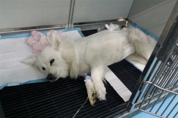 母狗晚上总是哼唧不睡觉的原因,可能是睡多了或身体不舒服所致