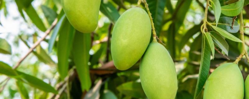芒果怎么施肥高产，定植肥以有机肥为主