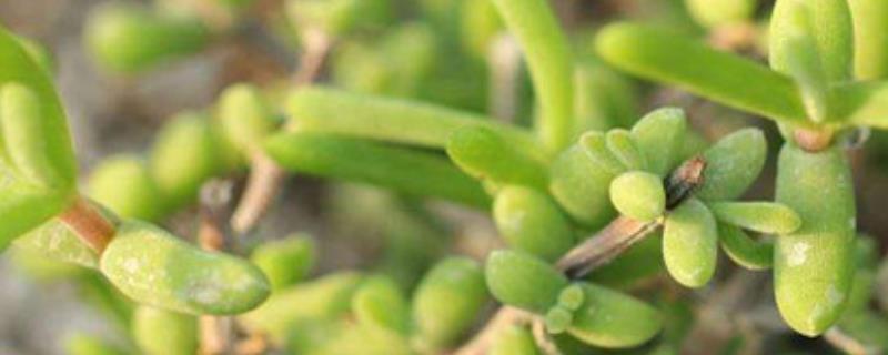 碧光环的繁殖方法,秋季播种可提高存活率