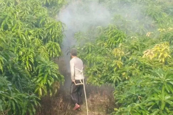 芒果怎么施肥高产，定植肥以有机肥为主