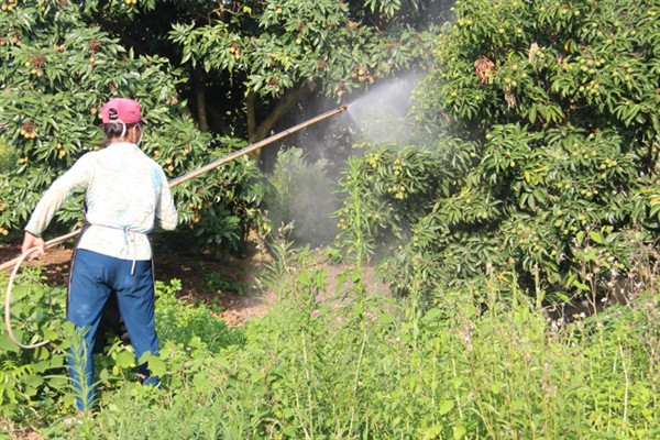芒果怎么施肥高产，定植肥以有机肥为主